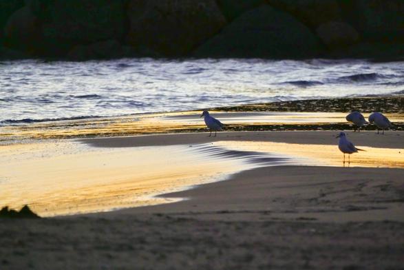 Un bout de plage fermé par une digue de rochers, un peu avant le lever du soleil. La mer a pris des reflets d’argent et le sable humide des reflets dorés. Quelques mouettes rieuses sont posées sur le sable.