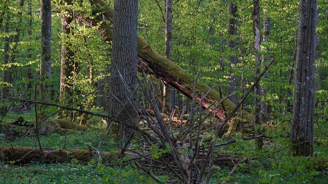 Arbre mort dans la forêt de Bialowezia.