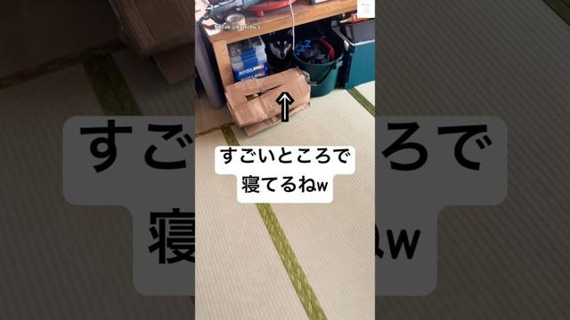 そんなとこで寝る⁉️狭すぎて逆に安心する柴犬😂　#柴犬　#犬　#おもしろ #黒柴　#犬のいる暮らし