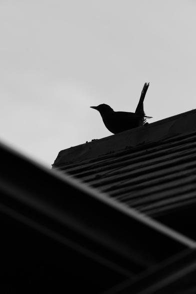 A blackbird is perched on a roof, poised to take flight, its tail forming an almost 90 degrees angle with its body. The roof tiles form a series of parallel lines, interrupted by an open window, creating lines at an opposite angle. The bird is clearly delineated over the overexposed sky. The picture is black and white.