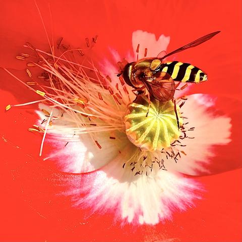 A Hoverfly on a bright red Poppy looking for pollen