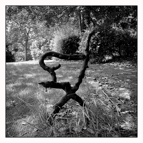 All that remains of a very old original park bench is one of the metallic end stands with curves looking like it's made out of wood. Greville Smyth park is in the background full of greenery and light.
