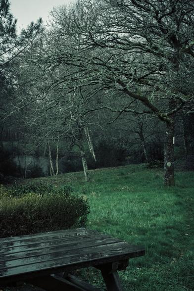Garden under an autumn rain