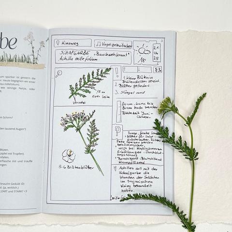 Eine illustrierte Seite aus einem Naturtagebuch, auf der die Pflanze Achillea millefolium (gemeinhin als Schafgarbe bekannt) abgebildet ist, mit Angaben zu ihrem Aussehen und ihrer Verwendung. Die Seite enthält Zeichnungen der Pflanze und einen beschreibenden Text.