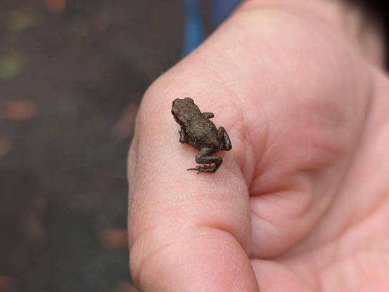 Foto einer Hand, auf der ein winziger, brauner Frosch sitzt. Er ist ca. so groß wie einer der Knöchel.