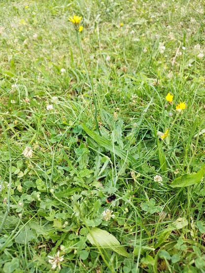 eine Hummel schwirrt vollbepackt mit Pollen über eine Wiese