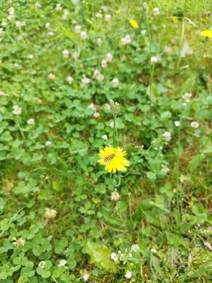 eine Schwebfliege auf einer gelben Blüte, im Hintergrund Reste weißen Klees und Gänseblümchen