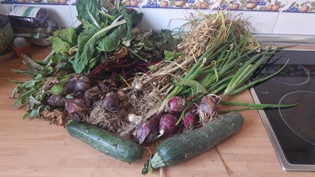 Contenido de la cesta de la semana sobre una encimera de cocina.
En primer plano, dos calabacines formando una cuña. A continuación, a la derecha unas cebolletas. A la izquierda remolachas y detrás lechugas y acelgas. Y en el centro ajetes.