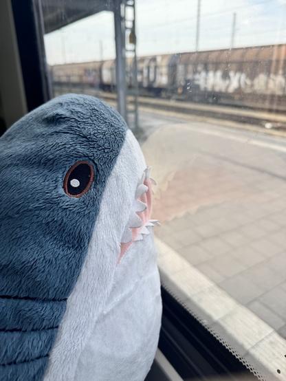Ein Blåhaj schaut aus dem Zugfenster.