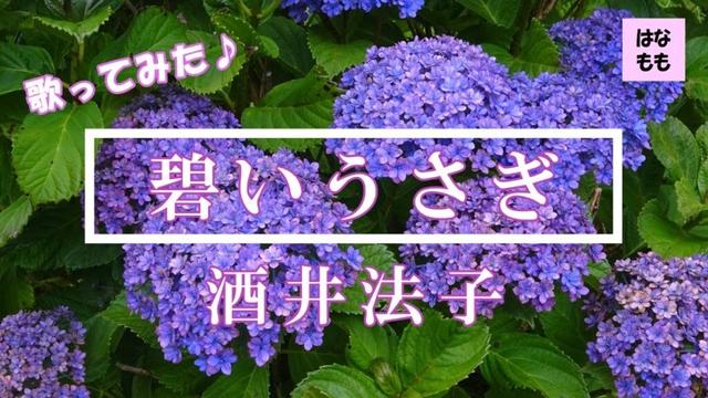 🌸🍑【碧いうさぎ】酒井法子さん／歌ってみた／歌詞付き／cover／1995年(平成7年)／主婦が歌ってみた♪157