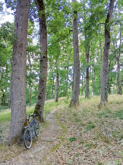 A bike is standing against a tree by a small trail. It's going straight in the wood.