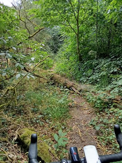 One can see a bike handlebar and a trunk across the trail on the ground. It's in the middle of the forest.