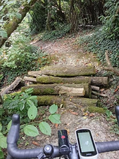 Same bike handlebar just before a pile of logs in a ditch in the middle of the trail.