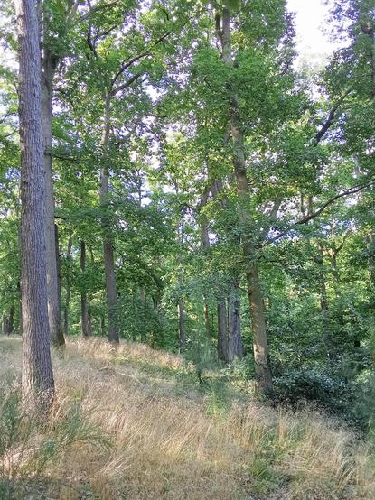 Picture of the forest.