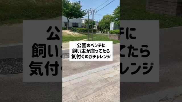 いないはずの飼い主がベンチに座っていたら気付くのかチャレンジ￤あいむゆめチャンネル