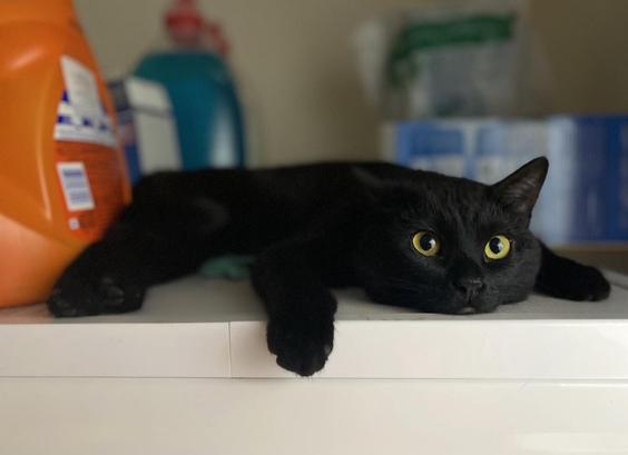 A black cat with striking yellow eyes is lying stretched out on a white surface, possibly a washing machine or a counter. Its head is resting on the surface, facing forward with both front paws dangling over the edge. The cat's fur appears smooth and glossy. In the background, there are large bottles and containers, including an orange detergent bottle and a blue one, slightly blurred, indicating a washing or utility room setting.