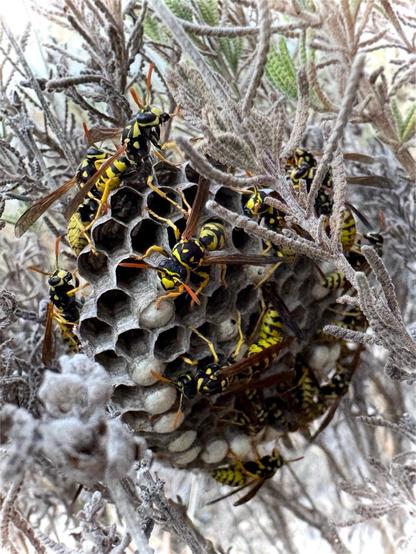 Bees on their nest in a lavender thicket
