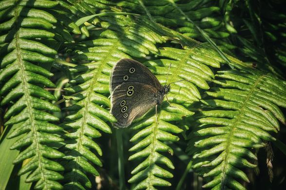 A detailed close-up of a dark brown Ringlet butterfly with characteristic eyespots on its wings, settled gently on the vibrant green fronds of a fern. The scene captures a peaceful moment of Irish wildlife in dappled sunlight.