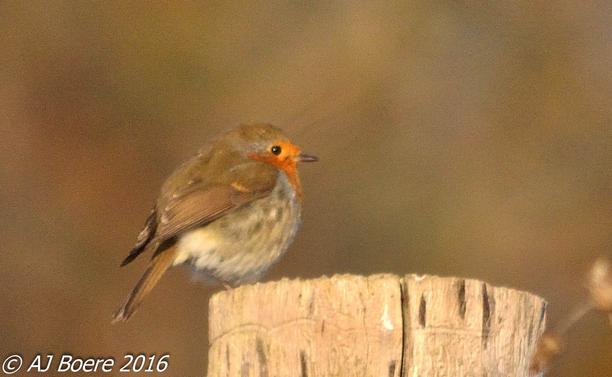 The adult European robin is 12.5–14.0 cm (4.9–5.5 in) long and weighs 16–22 g (0.56–0.78 oz), with a wingspan of 20–22 cm (8–8.5 in). The male and female bear similar plumage: an orange breast and face (more strongly coloured in the otherwise similar British subspecies E. r. melophilus), lined by a bluish grey on the sides of the neck and chest. The upperparts are brownish, or olive-tinged in British birds, and the belly whitish, while the legs and feet are brown. The bill and eyes are black. Juveniles are a spotted brown and white in colouration, with patches of orange gradually appearing