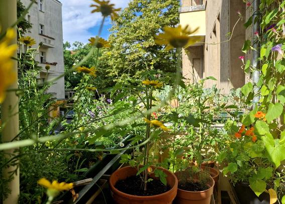 Shot from the bench on my balcony, view is rather obscured by the various plants on the balcony: it is all green