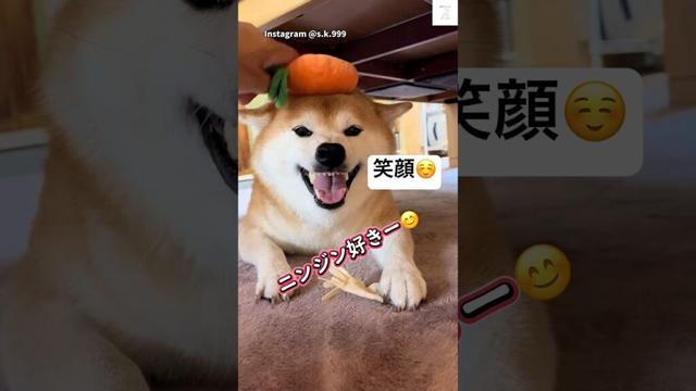 ニンジン好き‼️手で触るとブチギレる柴犬😂　#柴犬　#犬　#おもしろ #犬のいる暮らし #かわいい犬