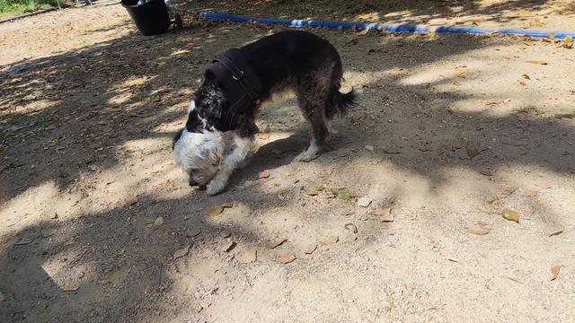 Mellie sniffing the ground to find the right spot to roll around in the park