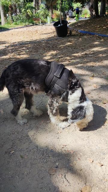 Mellie sniffing the ground to find the right spot to roll around in the park