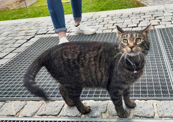 Eine getigerte Hauskatze mit einem Halsband und Glöckchen steht auf einem Gitter im Freien. Im Hintergrund sind gepflasterte Steine, grüne Wiese und die Beine einer Person in Jeans und weißen Turnschuhen zu sehen.
A tabby house cat wearing a collar with a bell stands on a metal grate outdoors. In the background, there are cobblestones, green grass, and the legs of a person wearing jeans and white sneakers.
Credit: Hochschule Hof