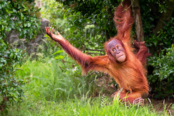 A juvenile orang-utan hanging from a tree branch by one arm, and reaching out to the left with the other. It's surrounded by lush grass and green vegetation.