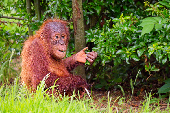 A juvenile orang-utan sat sideways on the ground, looking at the camera and holding a few leaves in its left hand. It's surrounded by grass and trees.