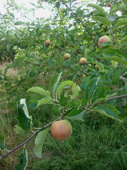 Pommier
