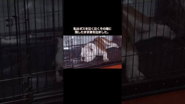 最愛の愛犬を残しひとり家を出てから再会までの記録#short#犬#ブルドッグ