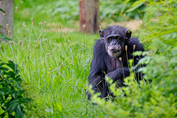 An adult chimpanzee peering into the camera from where it's sitting in the long grass, partially hidden by a leafy bush.