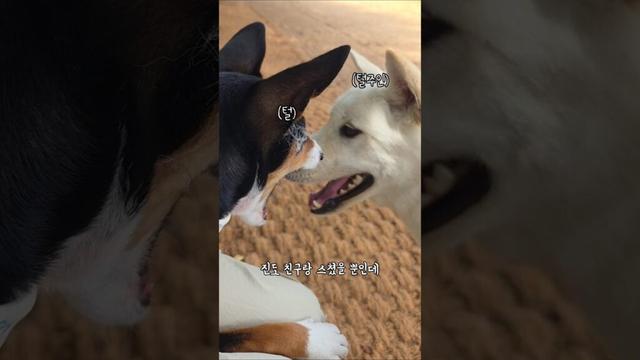 스쳐도 털이 어마어마하게 빠지네 #진돗개 #바센지 #basenji #басенджи #バセンジー #강아지