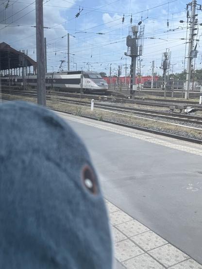 Blåhaj looking out of the window, in the background there is a TGV inoui.