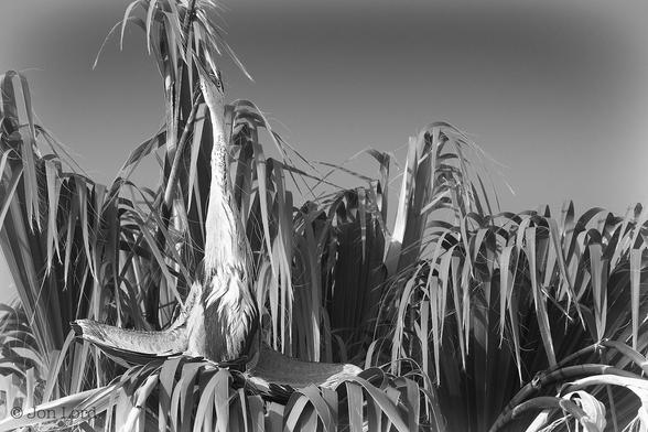 This is a black and white wildlife photo of a heron in a palm tree in landscape format. Most of the lower half of the frame is filled with long medium grey leaves that are bent over in half. To the left of centre is what I think is a Heron perched, but looks like sitting, on top of this palm tree. The birds wings are half extended as in outspread but folded back towards the body at the halfway point. Perhaps our bird is drying its wings. The neck is fully extended with the head and beak pointing skywards. The body is aligned towards the camera with the white and grey undersides in view. In the background and above is a clear and cloudless sky.
The location: San Pedro, California (2018).