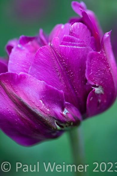 side view of a purple tulip, macro purple tulip on green background