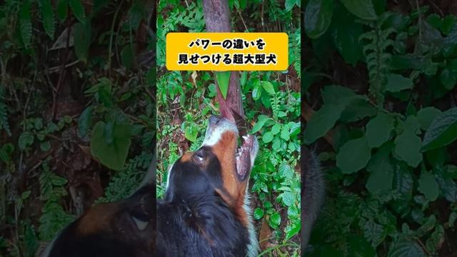 パワーの違いを見せつける超大型犬 #バーニーズマウンテンドッグ #大型犬 #犬のいる暮らし