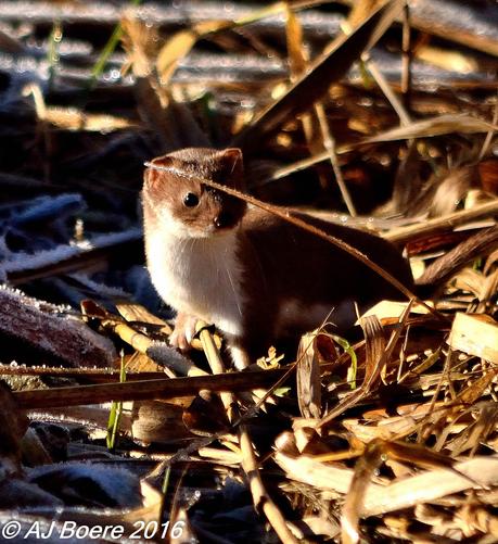 The least weasel has a thin, greatly elongated and extremely flexible body with a small, yet elongated, blunt-muzzled head which is no thicker than the neck. The eyes are small in relation to their head size and are bulging and dark colored. The legs and tail are relatively short, the latter constituting less than half the body length. The feet have sharp, dark-coloured claws, and the soles are heavily haired The skull, especially that of the small rixosa group, has an infantile appearance when compared with that of other members of the genus Mustela (in particular, the stoat and kolonok). This is expressed in the relatively large size of the cranium and shortened facial region The skull is, overall, similar to that of the stoat, but smaller, though the skulls of large male weasels tend to overlap in size with those of small female stoats There are usually four pairs of nipples but these are only visible in females