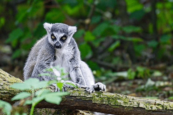 A grey ring-tailed lemur sat on a tree branch. It's gazing out of the frame, and here is blurred woody and green vegetation in the background.