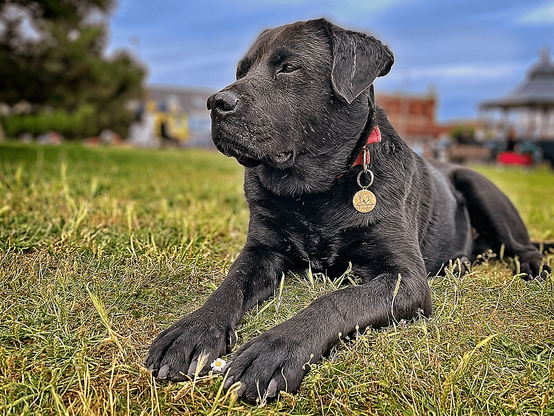 An adult black labrador cross dog with a red collar lying on grass. He's looking across to the left, and there's a blurred bandstand and other buildings behind him.