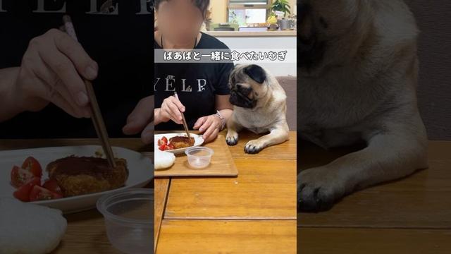【待ってる姿が可愛い。♡】#pug #puppy #パグ #子犬 #パピー #犬のいる暮らし #pets #犬 #dog #shorts #퍼그 #哈巴狗 #かわいい