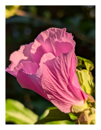 daytime direct sunlight with shadows. close up of a pink hibiscus flower with buds and leaves. The background is dark and out of focus