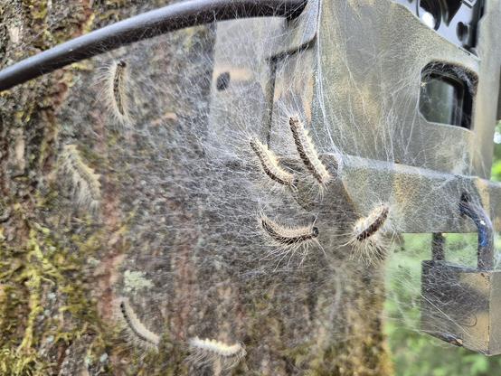 Eikenprocessierupsen - Thaumetopoea processionea - hebben een nest gesponnen rondom een wildcamera. De camera is herlemaal ingepakt met witte spinseldraden waar een aantal rupsen tussen kruipen.