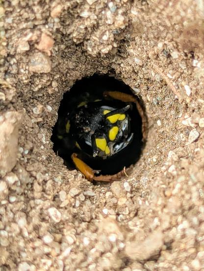 A macro photograph of a burrow dug in sandy soil. There's a bee in the burrow and you can just see his little bee head poking out as he watches me