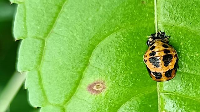 nahaufnahme, ausschnitt. auf einem quietschgrünen blatt, mitten auf der zentralen blattader hat sich ein insekt zur verpuppung festgeheftet. die etwa erbsengroße puppe ist nicht ganz rund, leicht länglich-oval und honig- oder bernstein-gelborange mit schwarzen flecken, in 2 reihen spiegelsymmetrisch angeordnet, 6 vorne mittig so, dass sie quasi von einem gelben ring umgeben sind, weitere hinten und wohl auch seitlich. vorne sind kurze zackige, hakenförmige auswüchse mit denen sich die marienkäferlarve zur verpuppung am blatt befestigt hat.