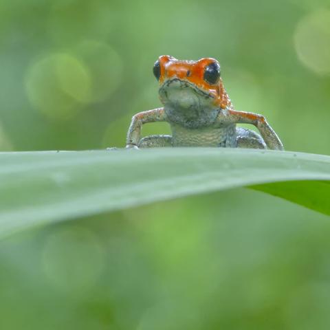 A tiny orange frog with huge black eyes and white underparts sits with a wide, almost huffy-looking stance on a blade of green leaf. This is the Granular Poison Dart Frog. Behind, the sun-speckled forest is blurred in shades of green with faint hints of circular bokeh. La Tarde, Osa Peninsula, Costa Rica. Photo by Peachfront. Frog was professionally wrangled by the reserve owners and returned to the wild after a couple of hours. Do Not Try This At Home!