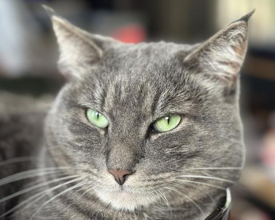 Cat portrait