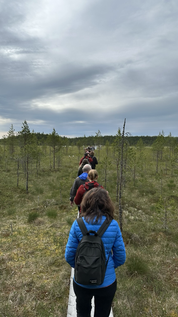 A group of people walking single file between thin trees under a gray sky