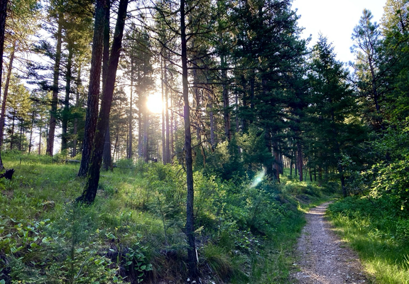 A trail cuts through lush forest on the right. On the left, sparse conifers are silhouetted by the morning sun, the sky clear.